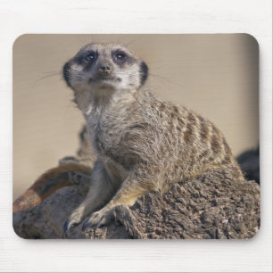 Tapis de souris suricate