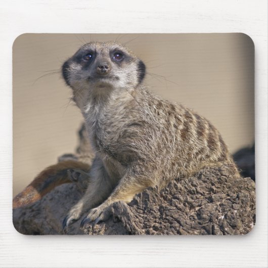 Tapis de souris suricate (Devant)
