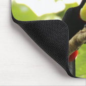 Tapis De Souris Swainson Toucan (Coin)