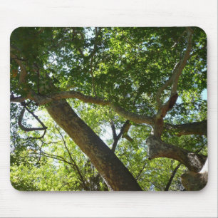 Tapis De Souris Sycamore Tree Nature verte