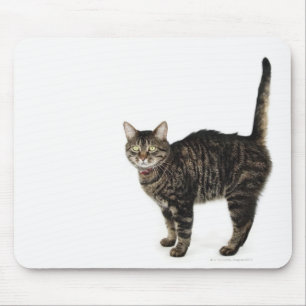 Tapis De Souris Tabat mâle domestique debout