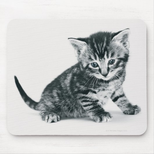 Tapis De Souris Tabby Kitten (Devant)