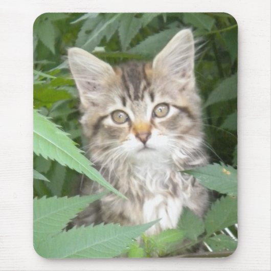 Tapis De Souris Tabby Kitten (Devant)