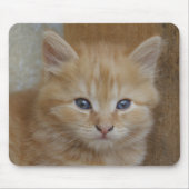 Tapis De Souris Tabby Tomcat Kitten (Devant)