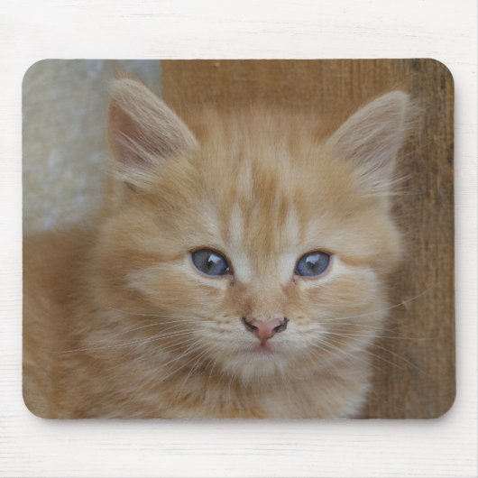 Tapis De Souris Tabby Tomcat Kitten (Devant)