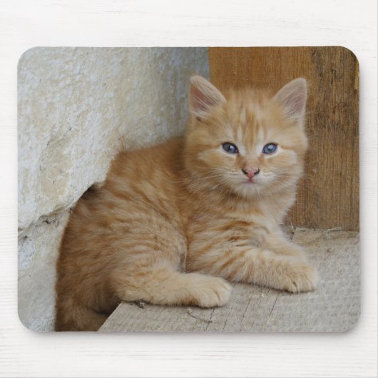 Tapis De Souris Tabby Tomcat Kitten (Devant)