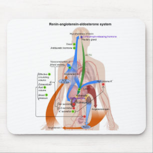 Tapis De Souris Tableau du système Renin-Angiotensine Diagramme du