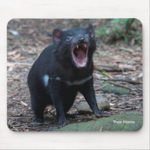 Tapis De Souris Tasmanie Diable Tasmanie Australie Gros plan Photo