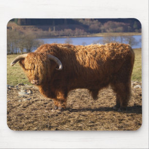 Tapis De Souris Taureau Highland Cattle, Écosse