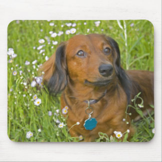 Tapis De Souris teckel aux cheveux longs