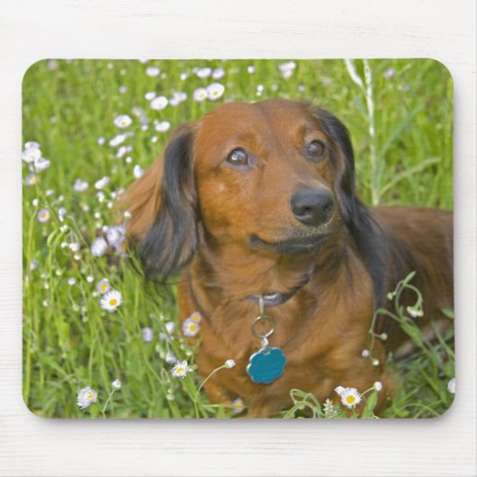 Tapis De Souris teckel aux cheveux longs (Devant)