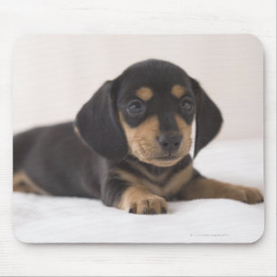 Tapis De Souris Teckel miniature