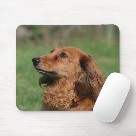 Tapis De Souris Teckel miniature aux cheveux longs 2 (Avec souris)