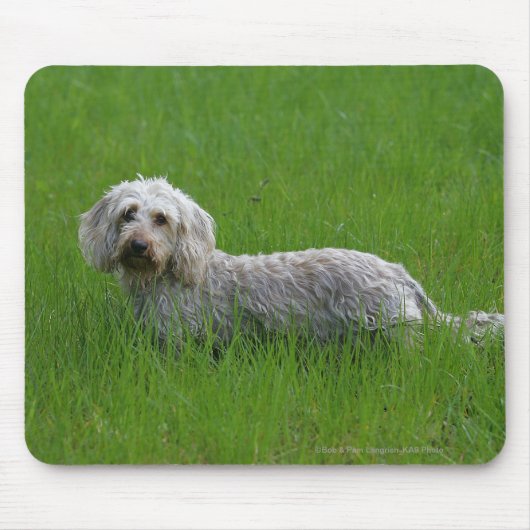 Tapis De Souris Teckel standard à poils durs dans l'herbe (Devant)