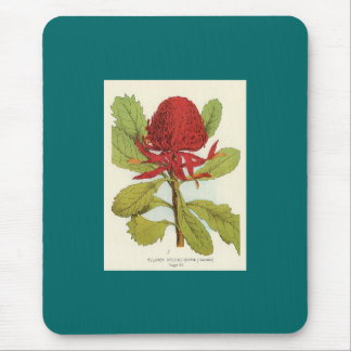 Tapis De Souris Telopea Speciosissimae Waratah