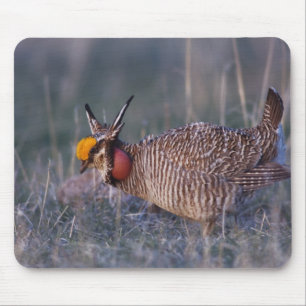 Tapis De Souris Tétras des prairies, Tympanuchus