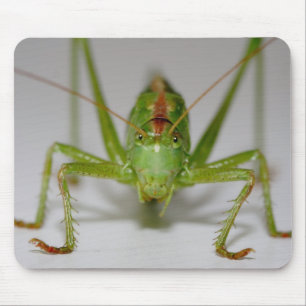 Tapis De Souris Tettigonia viridissima