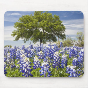 Tapis De Souris Texas bluebonnets (lupinus texensis) et chêne