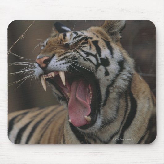 Tapis De Souris Tiger Cub Yawning (Devant)