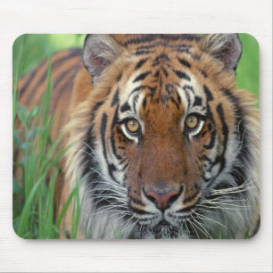 Tapis De Souris Tigre