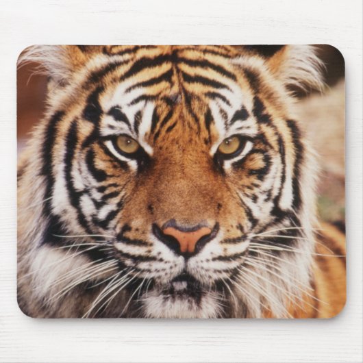 Tapis De Souris Tigre de Sumatra (Devant)