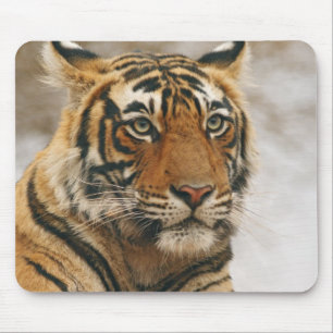 Tapis De Souris Tigre du Bengale royal sur le rocher, Ranthambhor