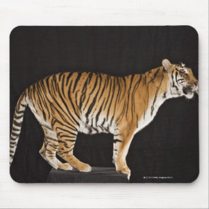 Tapis De Souris Tigre se tenant sur la plate-forme