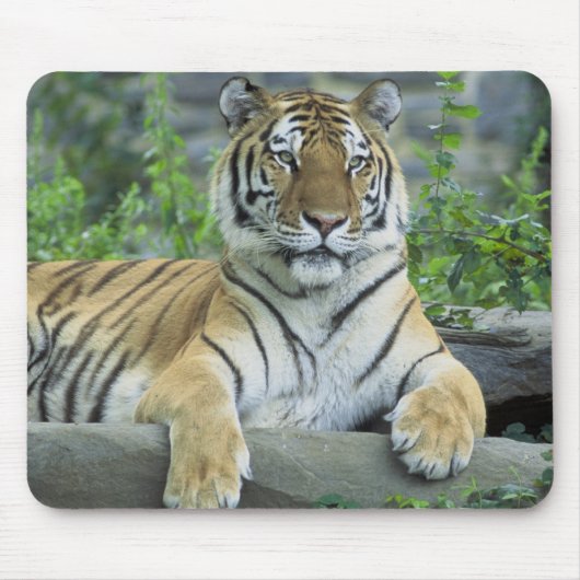 Tapis De Souris Tigre sibérien (Devant)