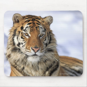 Tapis De Souris Tigre sibérien, altaica du Tigre de Panthera,