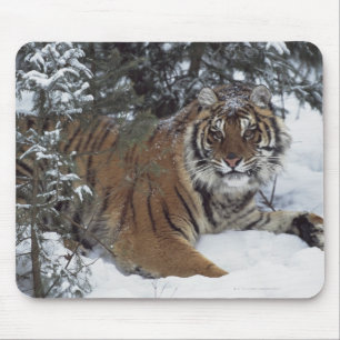 Tapis De Souris Tigre sibérien (Panthera Tigre Altaica)