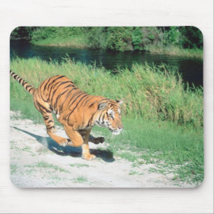 Tapis De Souris Tigre sur le chemin