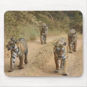 Tapis De Souris Tigres royaux du Bengale