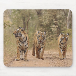 Tapis De Souris Tigres royaux du Bengale sur la piste, Ranthambhor
