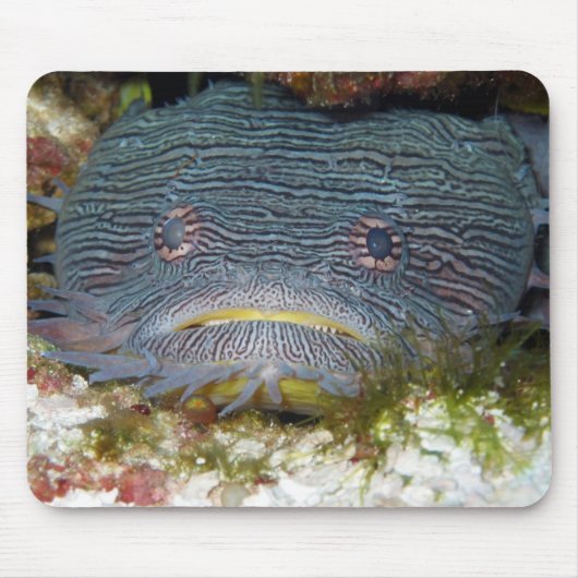 Tapis De Souris Toadfish nous regardant (Devant)