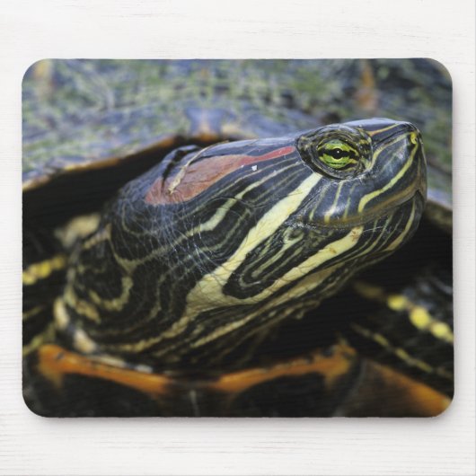 Tapis De Souris Tortue à oreilles rouges, Trachemys scripta elegan (Devant)