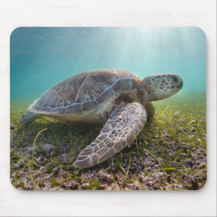 Tapis De Souris Tortue de mer verte à la baie du crépuscule