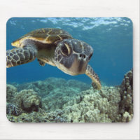 Tortue de mer verte hawaïenne
