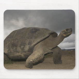 Tapis De Souris Tortue géante des Galapagos Geochelone