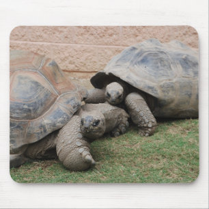 Tapis De Souris tortues géantes