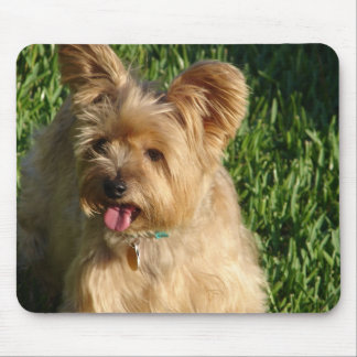 Tapis De Souris Toto