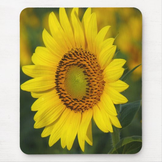 Tapis De Souris Tournesol (Devant)