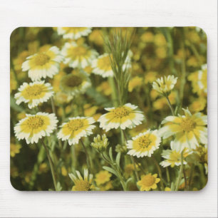Tapis De Souris Tournesols jaunes et blancs fleur sauvage