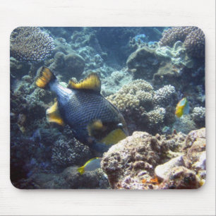 Tapis De Souris Triggerfish de titan sur la Grande barrière de