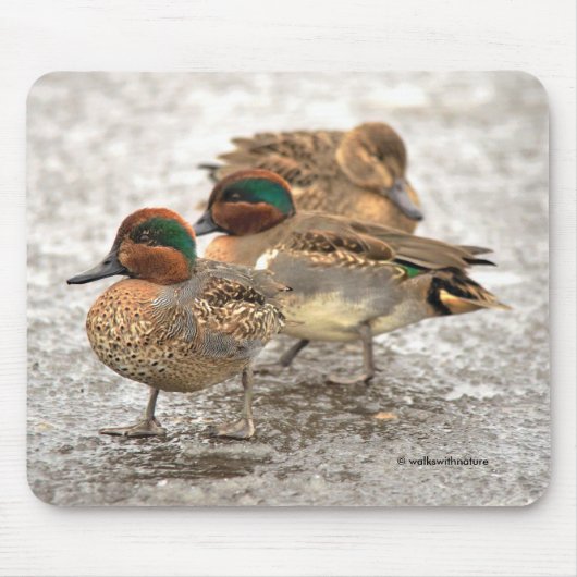 Tapis De Souris Trio mignon de Teals à ailes vertes Canards (Devant)