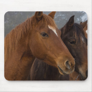 Tapis De Souris Triplets de chevaux