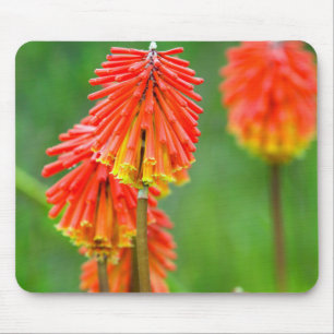 Tapis De Souris Tritome (Kniphofia Uvaria), Cap-Occidental