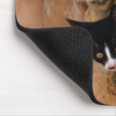 Tapis De Souris Trois chatons curieux (Coin)