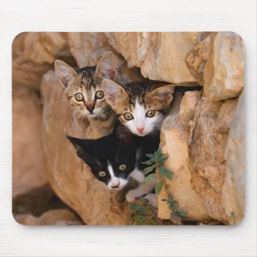 Tapis De Souris Trois chatons curieux (Devant)