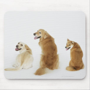 Tapis De Souris Trois chiens regardant l'appareil-photo