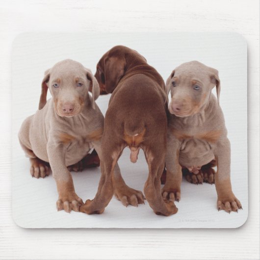Tapis De Souris Trois chiots Doberman pinscher (Devant)